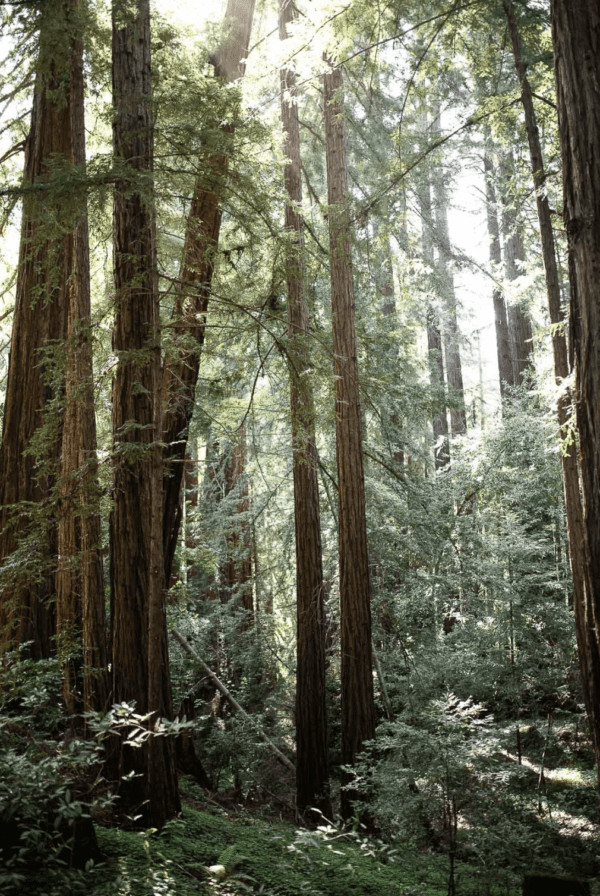 Redwoods styled shoot